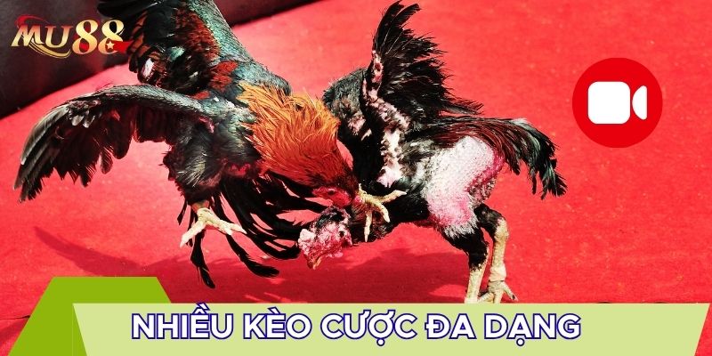 Nhiều kèo cược đa dạng