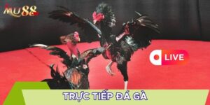 Trực tiếp đá gà mới nhất