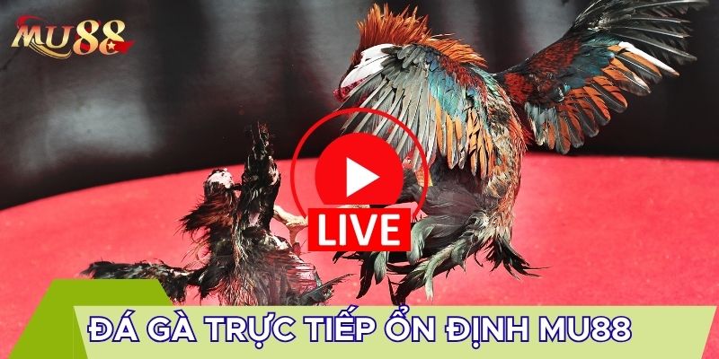 Đá gà trực tiếp ổn định MU88