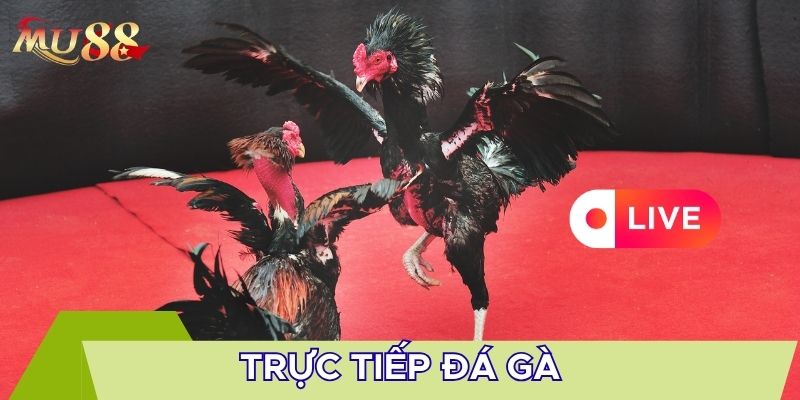 Trực tiếp đá gà mới nhất